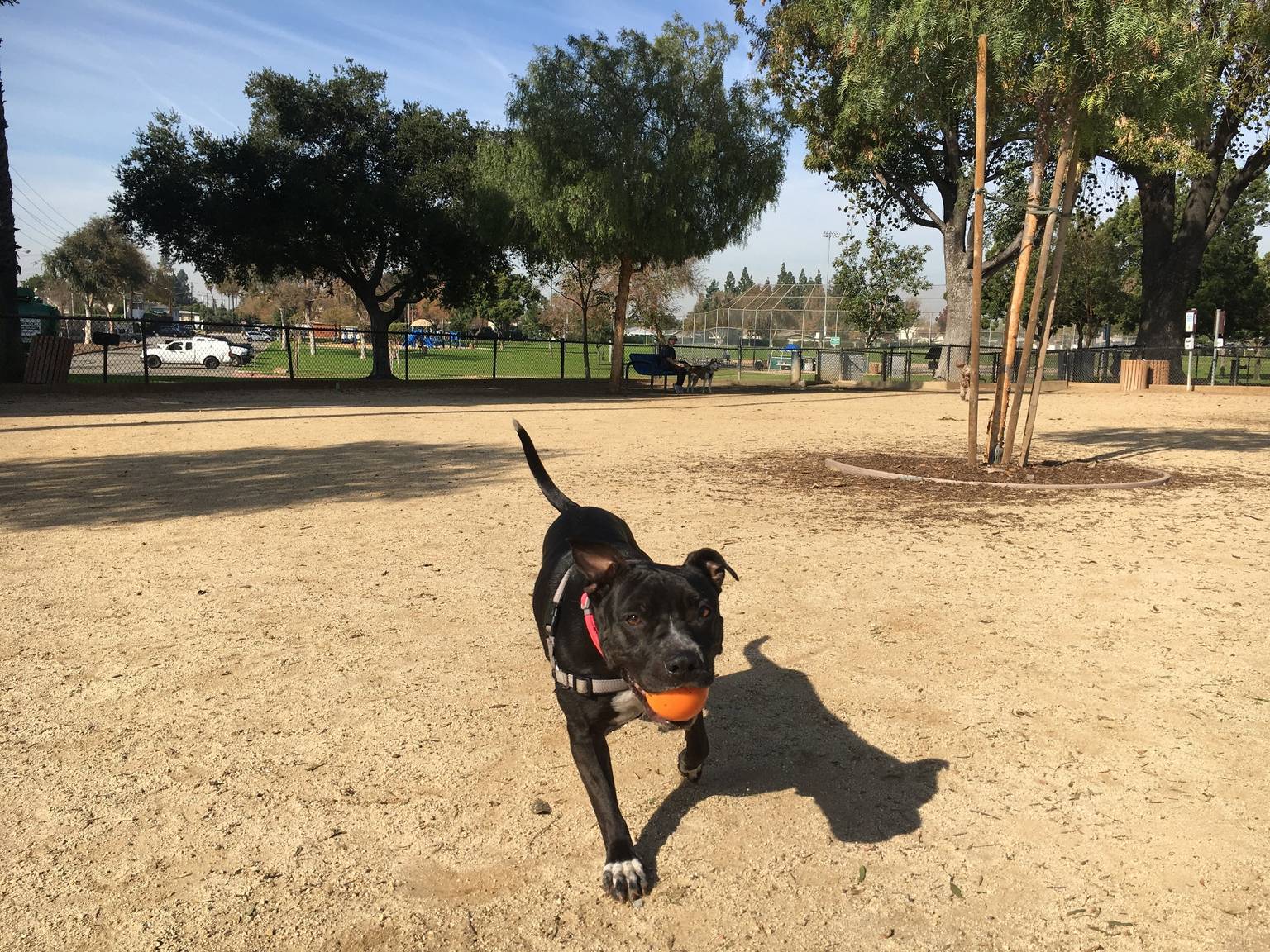 Multi-dog boarding experience